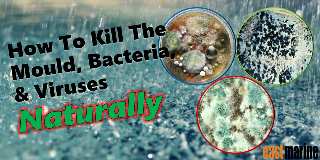 How To Kill The Mould, Bacteria, and Viruses Naturally